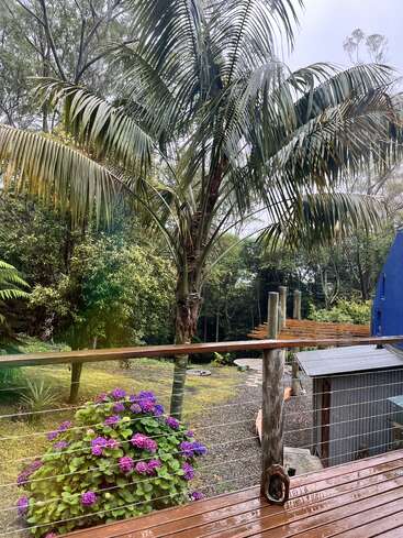 Uma cena de jardim chuvoso com um deck de madeira molhado, hortênsias roxas vibrantes, palmeira alta, folhagem verde e um galpão com telhado azul ao fundo. Atmosfera tranquila.