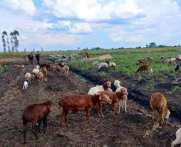 Um rebanho de cabras e vacas pasta em uma fazenda aberta sob um céu parcialmente nublado. Vegetação esparsa, fazendeiros e cabanas são visíveis ao fundo.