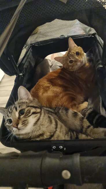 Two adorable cats, one orange and one tabby, are comfortably lounging together inside a cozy stroller, peeking out with curious, wide-eyed expressions.