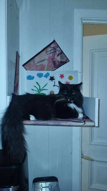 A fluffy black-and-white cat lounges on a shelf with a cozy mat. Behind the cat, colorful children's artwork and geometric shapes decorate the wall.