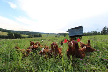 Un groupe de poules brunes se promène et picore dans un champ verdoyant sous un ciel radieux, avec un poulailler bleu en arrière-plan. Une campagne paisible.