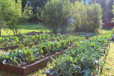 Dieses Bild zeigt einen üppigen Gemüsegarten mit mehreren Hochbeeten voller Blattgemüse, umgeben von grünem Gras, Bäumen und durchscheinendem Sonnenlicht.