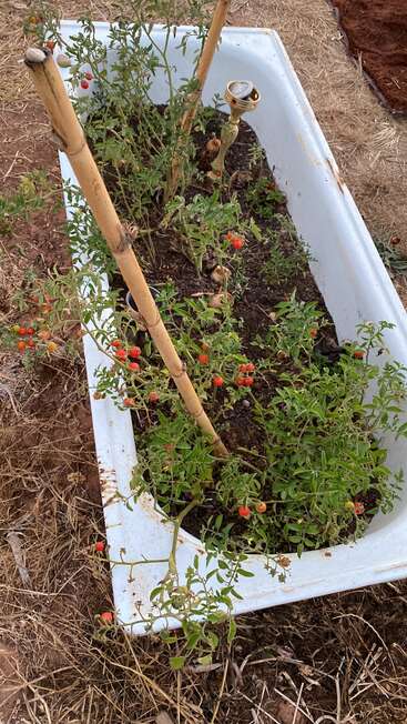 A white bathtub is repurposed as a garden bed, growing tomato plants supported by bamboo stakes; ripe red tomatoes are visible, surrounded by dry ground.