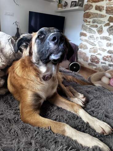 Ein braun-weißer Hund mit schwarzer Schnauze liegt auf einer flauschigen grauen Decke und guckt nach oben in einem gemütlichen Wohnzimmer mit Steinwänden.