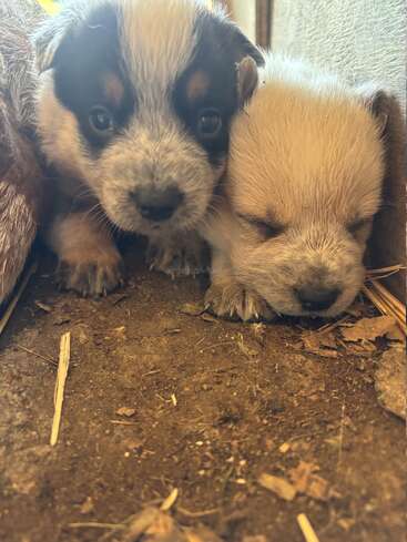 Deux adorables chiots se blottissent l'un contre l'autre sur un sol terreux. L'un est éveillé, le regard curieux, tandis que l'autre dort paisiblement ; tous deux rayonnent de chaleur et d'innocence dans ce cadre chaleureux.