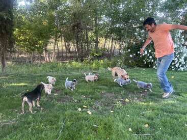 Un homme vêtu d'une chemise orange s'amuse joyeusement dehors avec une portée de chiots sur une pelouse verdoyante, au milieu des arbres et des fleurs blanches en pleine floraison.