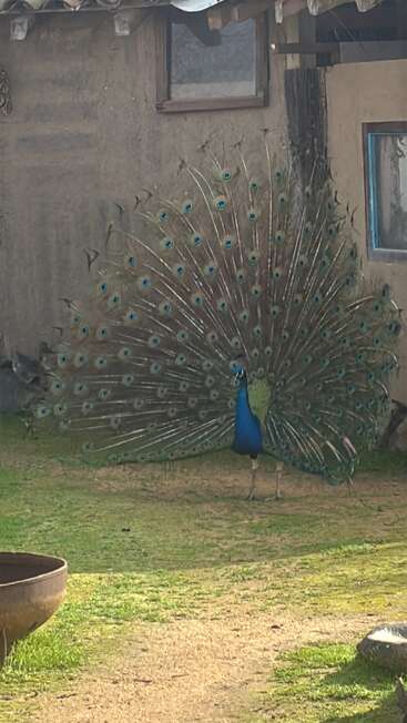 Un paon aux couleurs éclatantes déploie tout son magnifique plumage coloré près d'un bâtiment rustique, debout sur un terrain herbeux baigné par la lumière naturelle, créant ainsi une scène époustouflante.