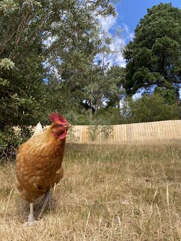 Ein braunes Huhn steht auf trockenem Gras unter blauem Himmel, umgeben von Bäumen und Büschen, mit einem Holzzaun im Hintergrund, und genießt die freie Natur.