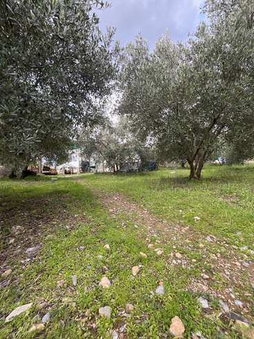 Cette image montre un chemin rocailleux serpentant à travers une oliveraie. L'herbe verte recouvre le sol et les arbres fournissent de l'ombre. À l'arrière-plan, on aperçoit des bâtiments.