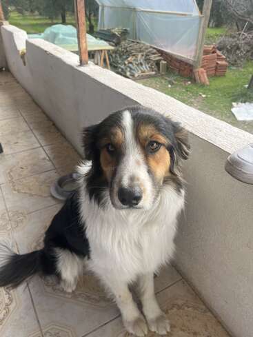 Un chien noir, blanc et brun au pelage touffu est assis sur un porche carrelé et regarde calmement l'appareil photo. Il y a une cour et du bois empilé à l'extérieur.