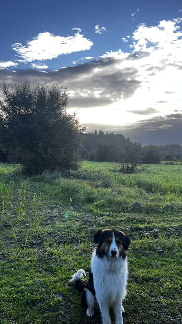 Ein schwarz-weißer Hund sitzt ganz aufmerksam auf einer Wiese unter einem dramatisch bewölkten Himmel, mit Bäumen und Sonnenstrahlen, die im Hintergrund durch die Wolken scheinen.