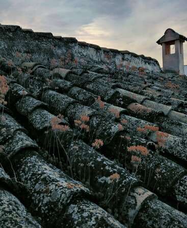 Old mossy roof tiles covered in lichen and small orange plants, under a cloudy sky with a single chimney. Nature slowly reclaiming the weathered structure.