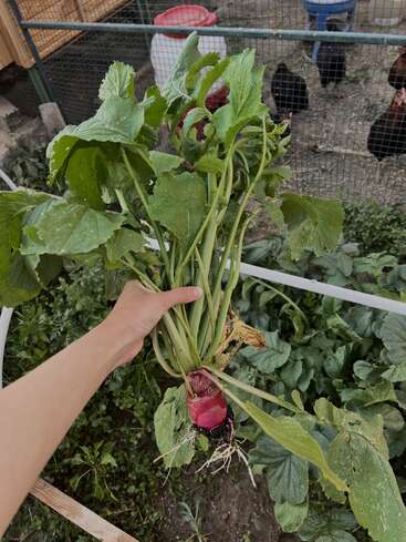 Uma mão segura um rabanete grande, recém-colhido, com folhas verdes. Ao fundo, galinhas estão em uma área cercada perto de um jardim e de recipientes.