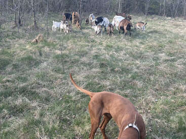 Um cachorro marrom em primeiro plano fareja a grama, enquanto um rebanho de cabras pasta em uma área gramada e levemente arborizada, sob um céu limpo.