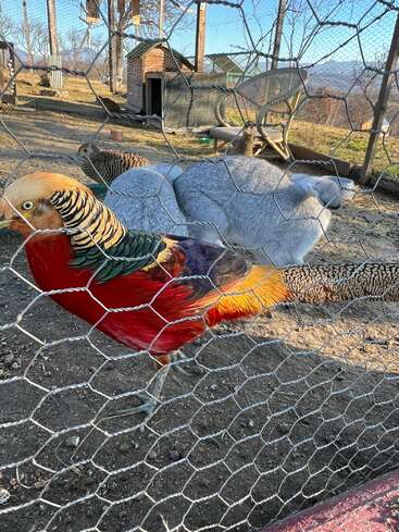 Um faisão de cores vivas está perto de dois coelhos cinzentos atrás de uma cerca de arame em um recinto ao ar livre, com mais aves e uma gaiola ao fundo.