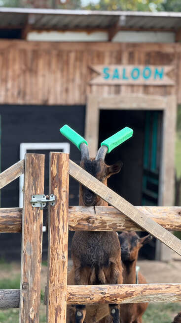 Uma cabra com boias verdes de piscina nos chifres está atrás de uma cerca de madeira. Outra cabra e um prédio rústico com a placa “Saloon” aparecem ao fundo.