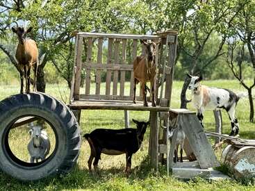 Cinco cabras brincalhonas interagem em um playground rústico de madeira com um pneu grande, cercadas por grama verde e árvores, num dia ensolarado no campo.