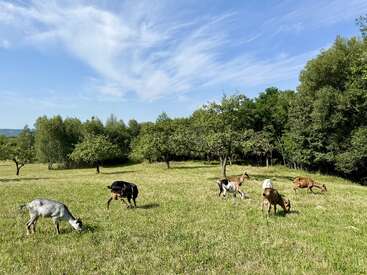 Seis cabras pastam tranquilamente num campo verdejante, cercado por árvores. O céu acima é de um azul brilhante, com nuvens esparsas, criando uma cena rural serena.