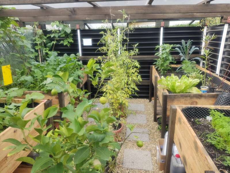 This image shows a small greenhouse with multiple raised garden beds containing various vegetables and leafy greens, lively plants, stepping stones, and a gravel pathway.