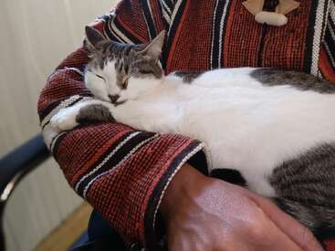 A relaxed cat with white and gray fur is peacefully sleeping on a person’s lap, who is wearing a colorful, textured, striped sweater indoors.