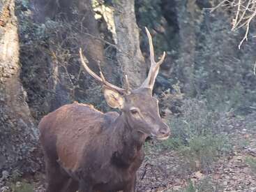 A majestic deer with antlers stands alert in a forest, surrounded by trees and underbrush, blending into the natural woodland environment bathed in sunlight.