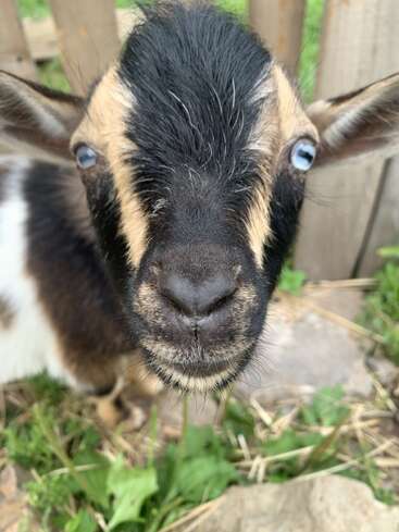 Photo en gros plan d'une chèvre curieuse aux yeux bleus frappants et au pelage noir, fauve et blanc, debout sur l'herbe près d'une clôture en bois.