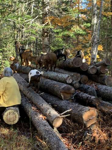 Eine Gruppe von Ziegen klettert auf gestapelten Baumstämmen im Wald herum und erkundet sie. Eine Person in einer gelben Jacke sitzt in der Nähe und genießt die friedliche Herbstwaldszene.