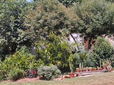 Un frondoso jardín cuenta con un denso follaje verde, diversos arbustos, palmeras y árboles. Las plantas en macetas, incluyendo cactus y suculentas, están cuidadosamente dispuestas sobre una plataforma baja de ladrillo.
