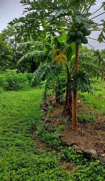 Un jardin verdoyant avec des papayers portant des fruits, entouré d'un feuillage dense, de bananiers et bordé d'une rangée de pierres sous un ciel nuageux.
