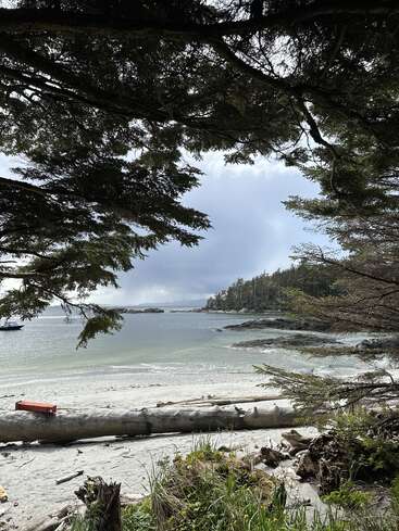 A tranquil beach scene framed by tree branches, with white sand, driftwood, gentle waves, a distant boat, and forested shoreline under a cloudy sky. Peaceful nature.