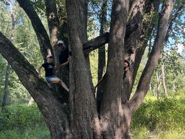 Three people are climbing a large, multi-trunked tree in a sunlit, green forest. They smile and pose playfully among the branches, enjoying the outdoors together.