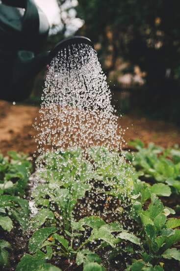 L'image représente un arrosoir noir déversant de l'eau sur les plantes vertes d'un jardin, les gouttelettes d'eau étant suspendues dans l'air.