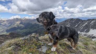 A sturdy, mixed-breed dog stands proudly atop a mountain, surrounded by rocky terrain, grassy patches, and dramatic, snow-capped peaks beneath a cloudy sky. Stunning adventure.