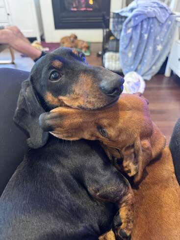 Two dachshunds cuddle adorably, one resting its head on the other's neck. Cozy living room scene with a fireplace, blanket, and relaxed atmosphere in the background.