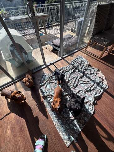 Five dogs sit and stand on a patterned blanket in sunlight by glass doors. Outside, there’s a patio with furniture, doghouse, water bowl, and beautiful view.