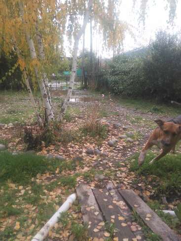 Un perro corre enérgicamente por un patio frondoso con abedules, hojas caídas de otoño, un camino de madera y un jardín cubierto de maleza bajo un cielo nublado.