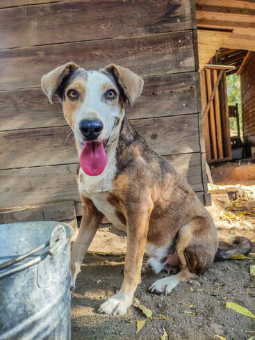 The image features a brown and white dog sitting on the ground in front of a wooden wall, with a metal bucket to its left and a wooden structure behind it.