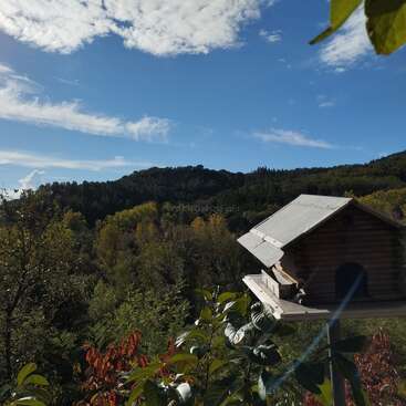 La imagen representa una serena pajarera situada en un frondoso bosque, con un cielo azul vibrante y nubes blancas por encima, que desprenden una sensación de tranquilidad y belleza natural.