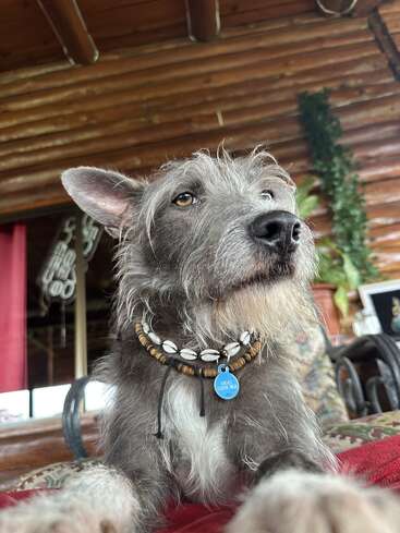 A scruffy gray dog with soulful eyes lays on a comfy surface, wearing a shell necklace and blue tag, inside a rustic wooden cabin.