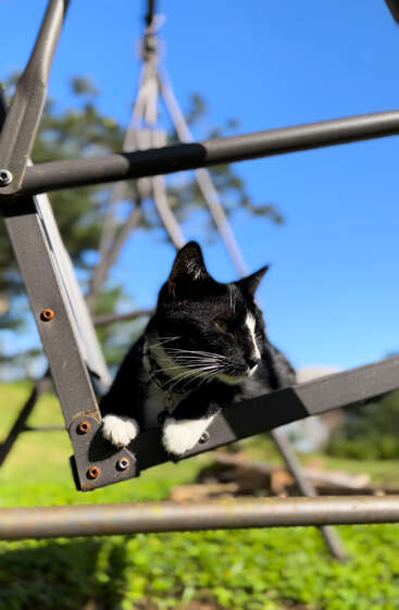 A black and white cat lounges comfortably on a metal frame outdoors, under bright sunlight, surrounded by grass, trees, and a clear blue sky.