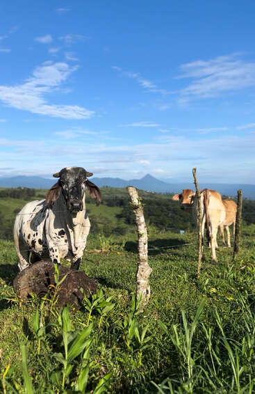 Three cows graze in a lush green pasture, under a bright blue sky. Wooden fence posts separate them. Distant mountains and rolling hills complete the scenery.