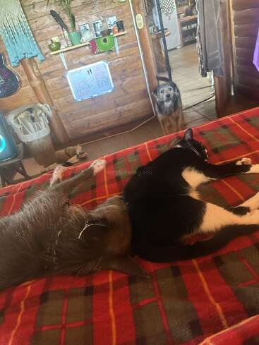 Un perro desaliñado y un gato blanco y negro duermen juntos sobre una manta a cuadros, mientras otro perro observa con curiosidad desde la puerta de una acogedora cabaña.