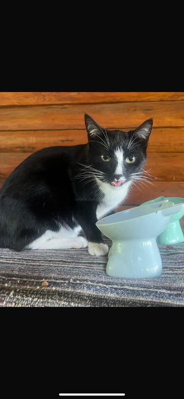 Un gato blanco y negro está sentado sobre una alfombra, junto a un cuenco azul claro, lamiéndose los labios, con una pared de madera al fondo y una suave luz natural.