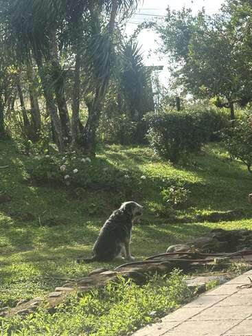 Un perro está sentado tranquilamente sobre la hierba verde de un jardín soleado, rodeado de árboles y arbustos, disfrutando del calor y la tranquilidad de un día precioso.