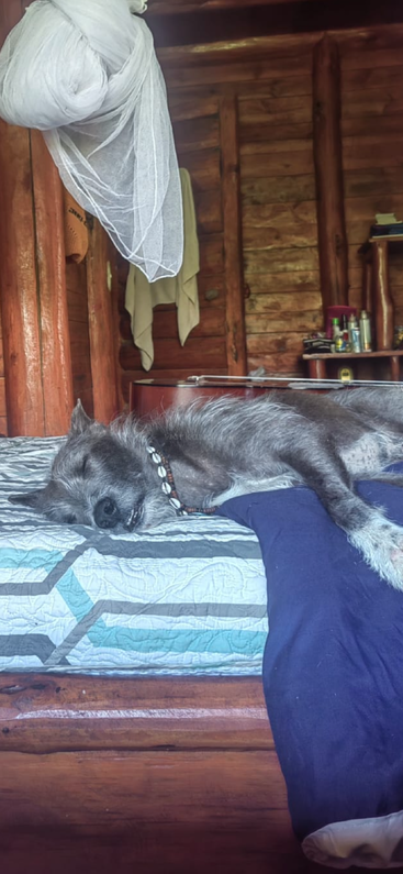 Un perro gris duerme plácidamente en una acogedora cama dentro de una rústica cabaña de madera, con una mosquitera, una guitarra y unas estanterías al fondo. Ambiente cálido y tranquilo.