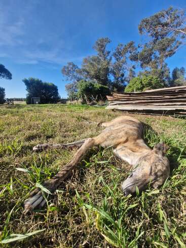 A brindle dog lies peacefully on green grass under a clear blue sky, surrounded by trees and wooden planks, enjoying a sunny day outdoors.