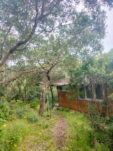 Eine rustikale Holzhütte schmiegt sich inmitten üppiger Vegetation und gewundenen Bäumen. Ein kleiner Feldweg führt durch Wildblumen und Büsche und schafft so einen friedlichen, abgeschiedenen Rückzugsort.