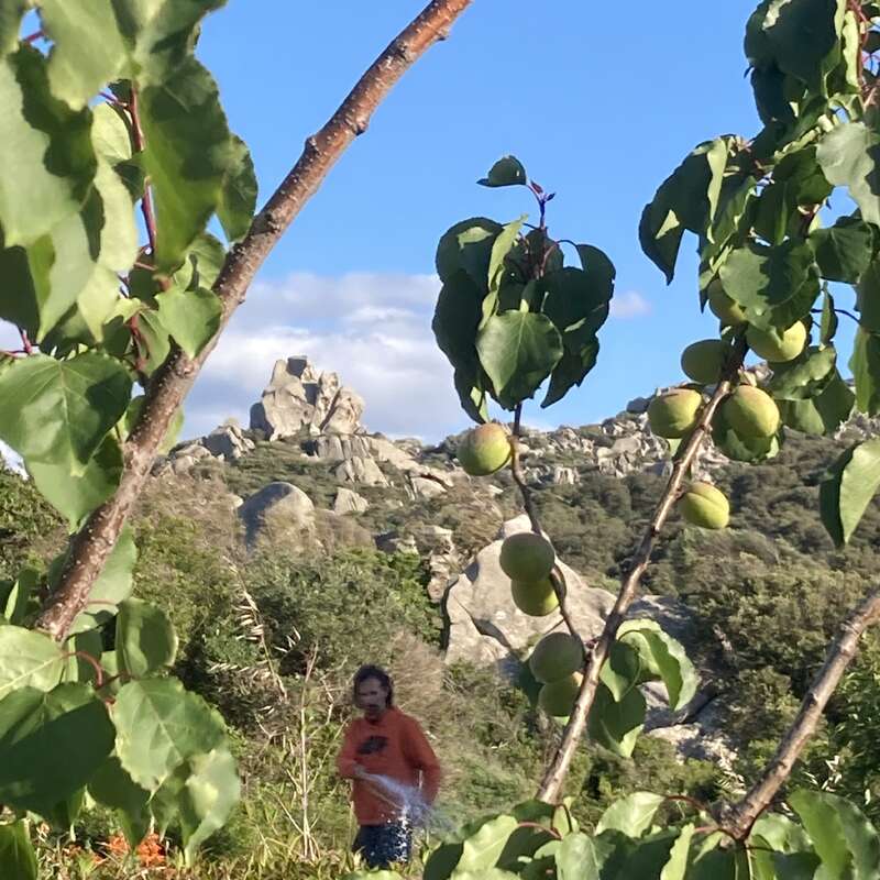 Das Bild zeigt eine heitere Szene mit einer Person, die inmitten von üppigem Grün steht, mit einem mit Früchten und Blättern geschmückten Ast im Vordergrund.