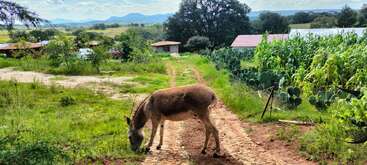 Um burro pasta em um caminho de terra ao lado de um campo de milho verde exuberante com peras espinhosas. Você pode ver casas de campo e montanhas no fundo da paisagem.