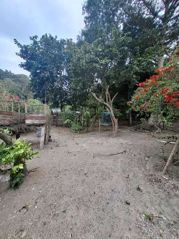 A rustic outdoor yard with large trees, red flowering bush, scattered plants, and dirt ground. Fenced area and farm structures are visible, creating a peaceful, rural scene.